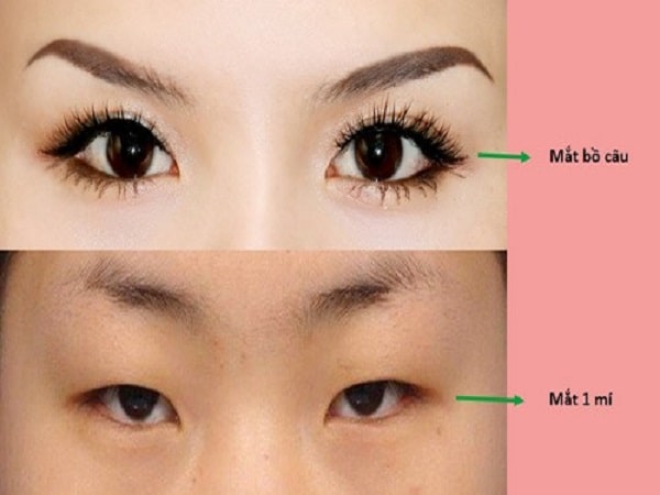 Xem tướng mắt bồ câu đoán tính cách