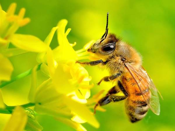Nằm mơ thấy ong đánh con gì?