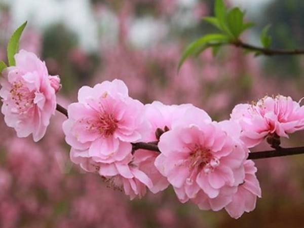 Bông hoa đào số mấy? Mơ thấy hoa đào đánh con gì 2