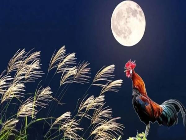 Gà gáy đêm – Phá vỡ quy luật tự nhiên