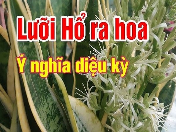  Điềm báo dân gian may mắn hay thử thách?