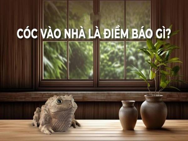 Cóc nhảy vào nhà ban đêm mang ý nghĩa gì trong tâm linh?