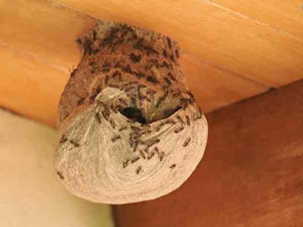 Tò vò làm tổ trên bát hương, bàn thờ – Điềm báo gì? Tò vò làm tổ trên bát hương, bàn thờ – Điềm báo gì?