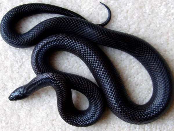 Nằm mơ thấy rắn đen là điềm gì may mắn hay xui xẻo