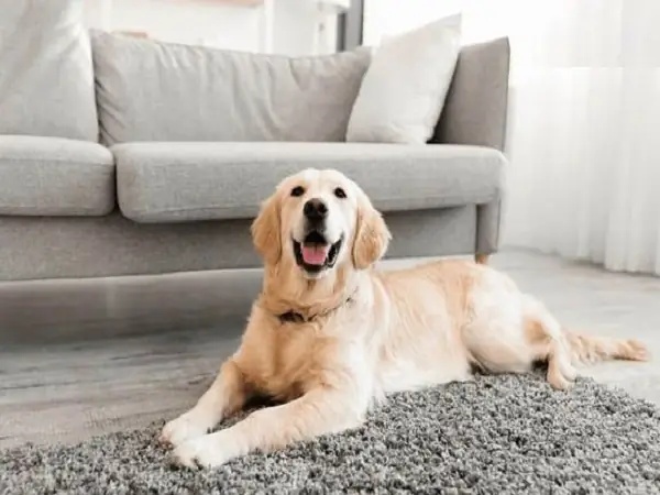 Nằm mơ thấy chó vào nhà là điềm gì có số gì may mắn Nằm mơ thấy chó vào nhà là điềm gì có số gì may mắn
